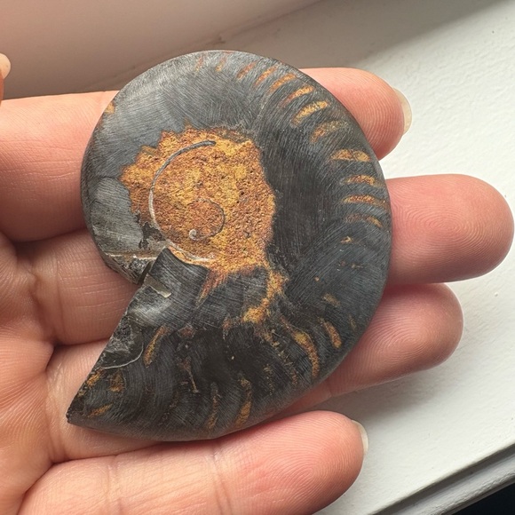 Beautiful Ammonite  - black ammonite fossil  🤩 For the fossil lovers - Picture 4 of 4